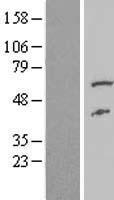 FAAH2 Human Over-expression Lysates NM_174912