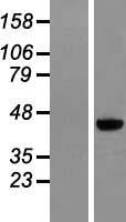 ls158809 mageb6 human over expression lysates nm 173523 wb testing 1