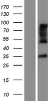 ls158866 zdhhc15 human over expression lysates nm 001146256 wb testing 2