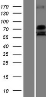 ls158880 usp51 human over expression lysates nm 201286 wb testing 1