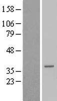 ls158931 tceal6 human over expression lysates nm 001006938 wb testing 1