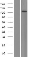 ls159686 ccdc147 cfap58 human over expression lysates nm 001008723 wb testing 1