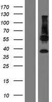 C11orf42 Human Over-expression Lysates NM_173525