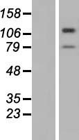 TMTC3 Human Over-expression Lysates NM_181783