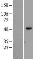 C12orf50 Human Over-expression Lysates NM_152589