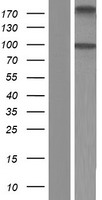 ls160428 aldh1l2 human over expression lysates nm 001034173 wb testing 1
