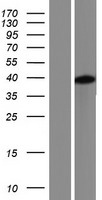 ls160492 pas1c1 lmntd1 human over expression lysates nm 001145727 wb testing 2