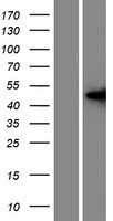 ls160492 pas1c1 lmntd1 human over expression lysates nm 001145728 wb testing 1