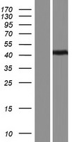ls160492 pas1c1 lmntd1 human over expression lysates nm 001145729 wb testing 3