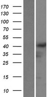 General Receptor for phosphoinositides 1 (GRASP) Human Over-expression Lysates NM_181711