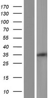 ls160760 pptc7 human over expression lysates nm 139283 wb testing 1