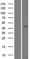 ls161142 fam71d human over expression lysates nm 173526 wb testing 1