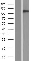 Nesprin3 (SYNE3) Human Over-expression Lysates NM_152592
