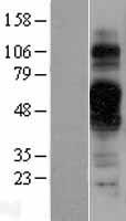 TMEM30B Human Over-expression Lysates NM_001017970