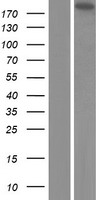 ls161436 eml5 human over expression lysates nm 183387 wb testing 1