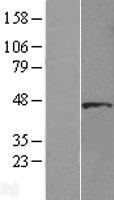 ls161582 dnaaf4 human over expression lysates nm 001033560 wb testing 3