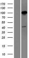 OTUD7A Human Over-expression Lysates NM_130901