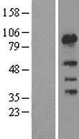 FSIP1 Human Over-expression Lysates NM_152597