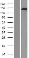 FOG1 (ZFPM1) Human Over-expression Lysates NM_153813