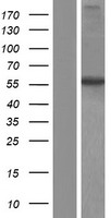 ITPRIPL2 Human Over-expression Lysates NM_001034841