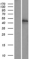 ZNF475 (ZFP1) Human Over-expression Lysates NM_153688
