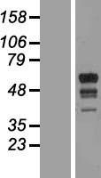 ls162333 rnf190 march10 human over expression lysates nm 152598 wb testing 1
