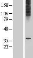 ls162387 mfsd6l human over expression lysates nm 152599 wb testing 1