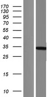ls162466 phospho1 human over expression lysates nm 001143804 wb testing 1