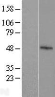 FBXO39 Human Over-expression Lysates NM_153230