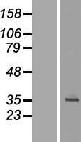 ls162681 c18orf54 human over expression lysates nm 173529 wb testing 1