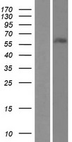 ZNF497 Human Over-expression Lysates NM_198458