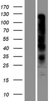 ls162998 or7d2 human over expression lysates nm 175883 wb testing 1
