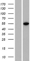 ls163049 znf791 human over expression lysates nm 153358 wb testing 1