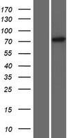 ZNF433 Human Over-expression Lysates NM_001080411