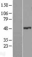 ls163071 znf114 human over expression lysates nm 153608 wb testing 1