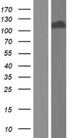 ls163589 tdrd5 human over expression lysates nm 001199092 wb testing 1