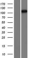 ls163589 tdrd5 human over expression lysates nm 173533 wb testing 2