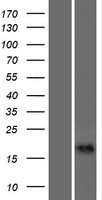 ls163688 calml6 human over expression lysates nm 138705 wb testing 1