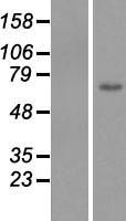 C1orf177 (LEXM) Human Over-expression Lysates NM_152607
