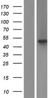 C1orf55 (SDE2) Human Over-expression Lysates NM_152608