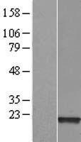 PPIAL4A Human Over-expression Lysates NM_178230