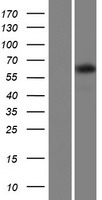 TTC24 Human Over-expression Lysates NM_001105669