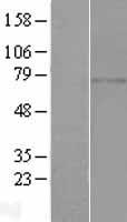 ls164127 c1orf65 ccdc185 human over expression lysates nm 152610 wb testing 1