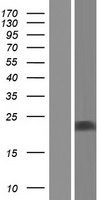 ls164153 ubl4b human over expression lysates nm 203412 wb testing 1