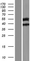 TTLL9 Human Over-expression Lysates NM_001008409