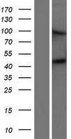 ls164656 matriptase 2 tmprss6 human over expression lysates nm 153609 wb testing 1