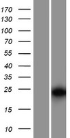 ARP10 (APOBEC3H) Human Over-expression Lysates NM_001166003