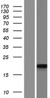 ARP10 (APOBEC3H) Human Over-expression Lysates NM_001166004