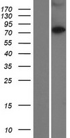 ls165055 ccdc138 human over expression lysates nm 144978 wb testing 1