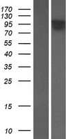 TOGARAM2 Human Over-expression Lysates NM_199280